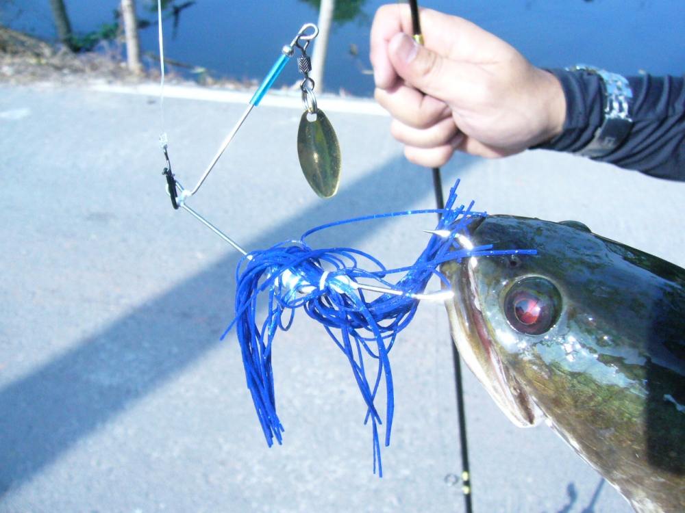 + SpinnerBait จร้าาา +