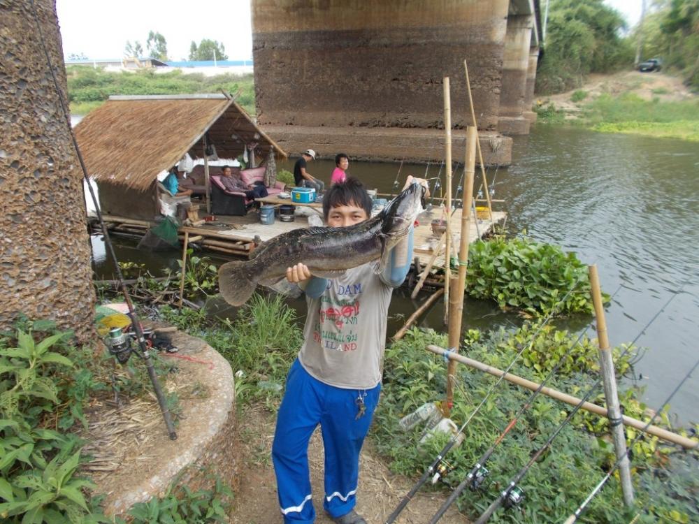 ชะโดใหญ๋ ที่ เพื่อน แพ  คลองสัมพันธ์ ปราจีนบุรี 