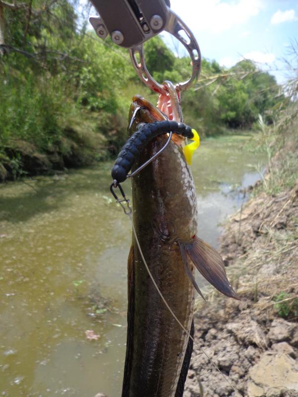 จากกบสู่หนอน..กับ "Mustad titans and Mustad untrapoint" 