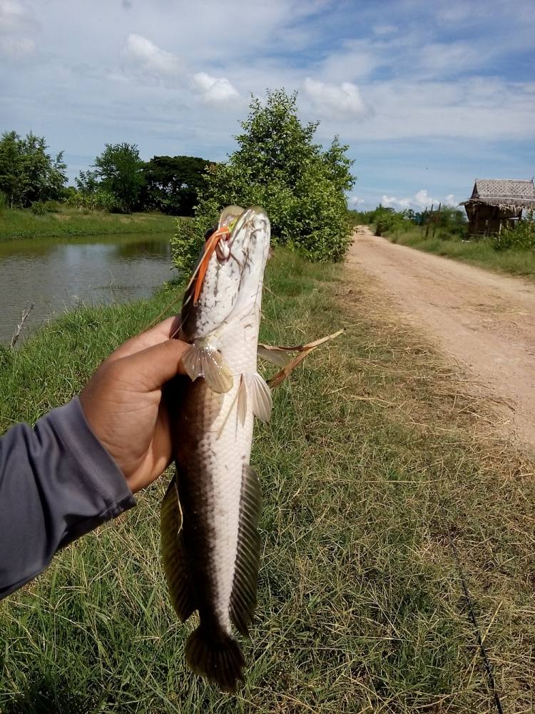 ทริปข้างทาง สิงหนคร-ระโนด วันนี้