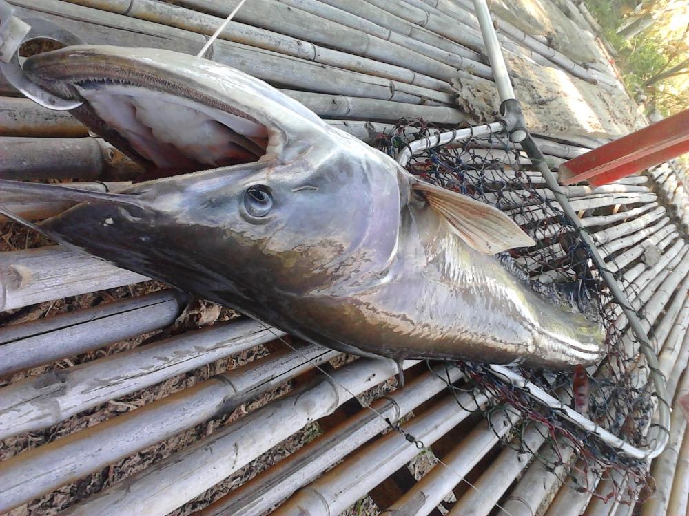 Great white sheatfish