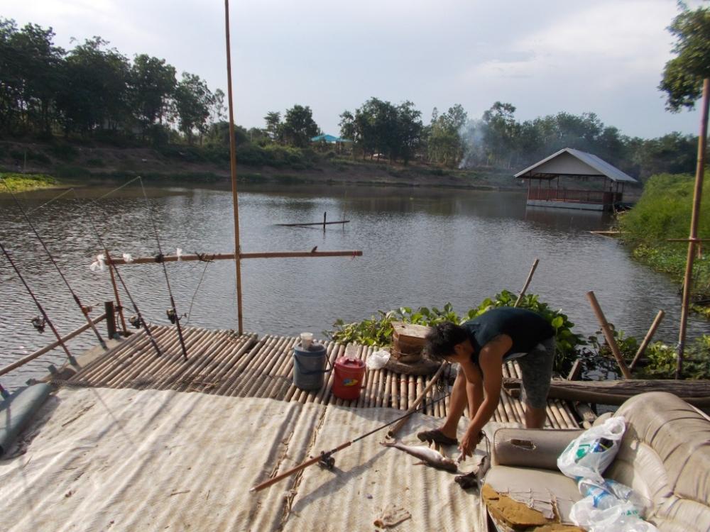 ชะโด ใหญ่  เพื่อนแพ คลองสัมพันธ์   ปราจีนบุรี   