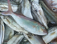 Ornate threadfin bream ชื่อ ภาษาอังกฤษ ของ ปลาทรายเเดงโม่ง