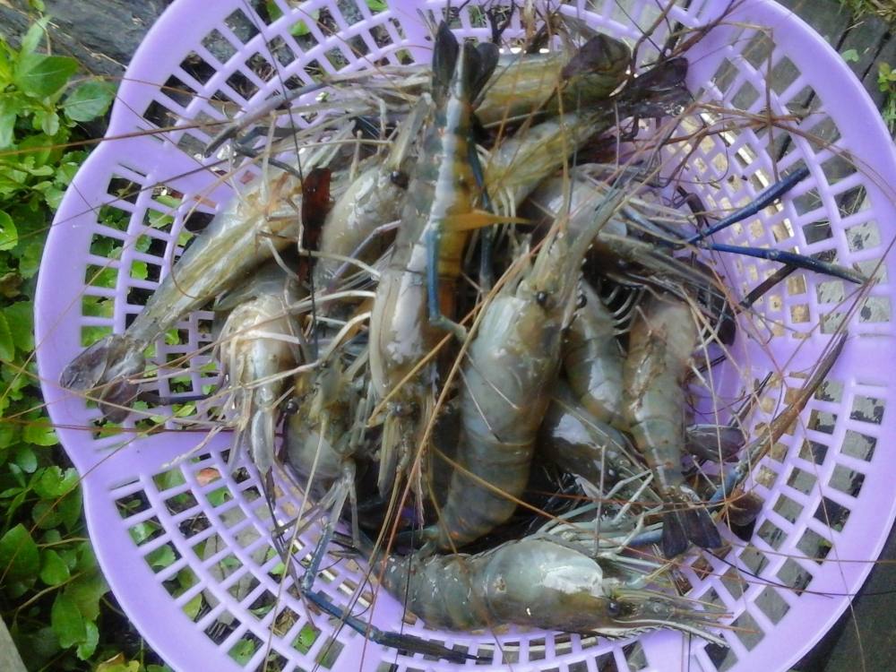 กุ้งลอยหน้าบ้าน