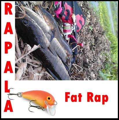 Fat Rap