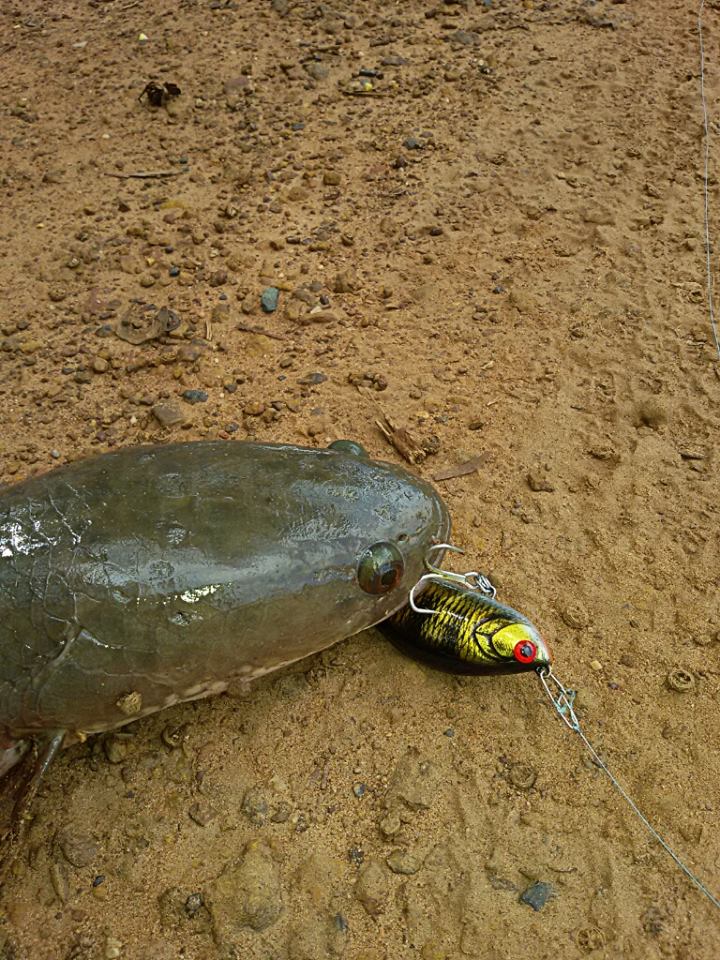 ผลงานเทสเหยื่อชุดใหม่ by YAK LURE