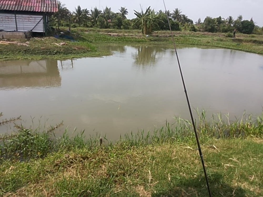 Nile Telapia Fishing 