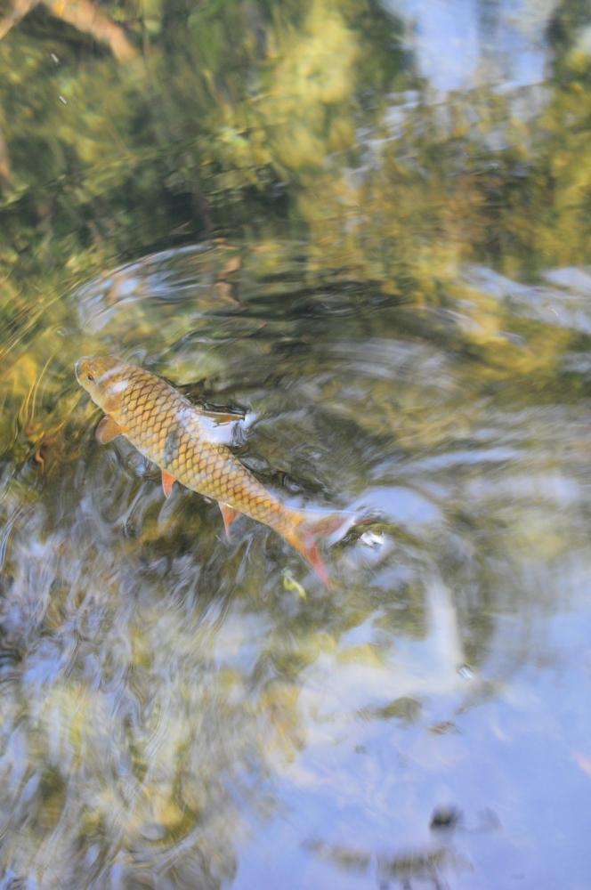 .......... ลำธารสายเล็กๆ ที่ ฉะเชิงเทรา (Mountian Native Stream Of Chachoengsao)