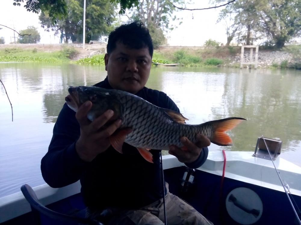 พา RAPALA ไปอาบน้ำเจ้าพระยา