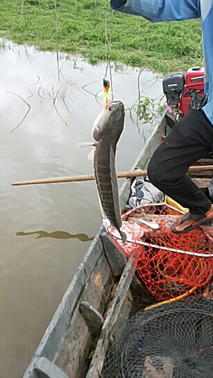 Giant Snakehead Fish ชื่อ ภาษาอังกฤษ ของ ปลาชะโด