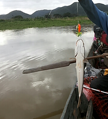 Giant Snakehead Fish ชื่อ ภาษาอังกฤษ ของ ปลาชะโด