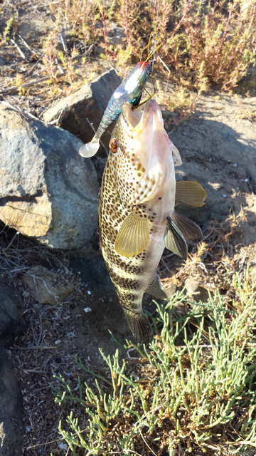 ตกปลาเวลาน้ำลง ที่ San Diego River รวมๆ