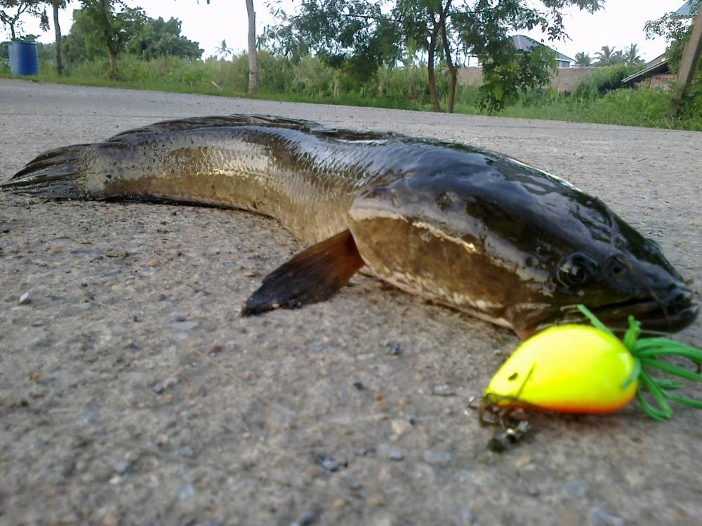 ผลงาน ของหยดน้ำ SnakeHead Angler Club