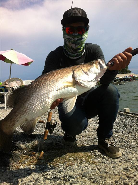 < ULTRALIGHT FISHING.> Barramundi & Asian redtail catfish 