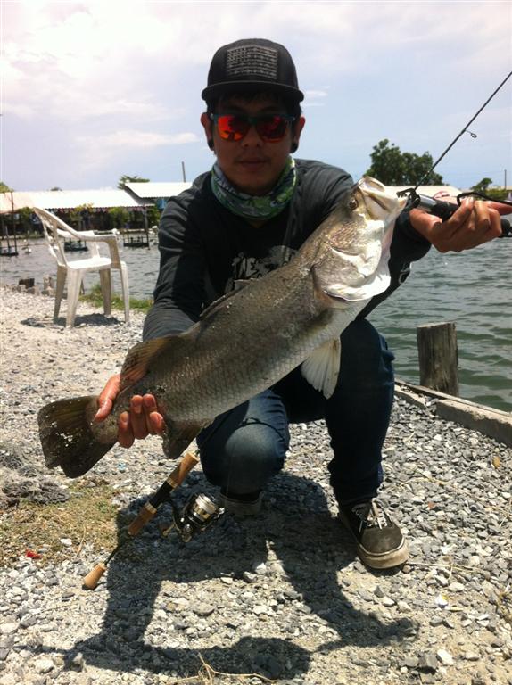 < ULTRALIGHT FISHING.> Barramundi & Asian redtail catfish 