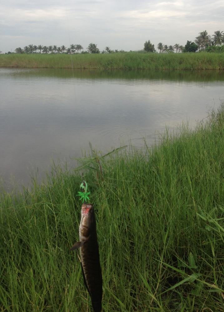 กบๆ
