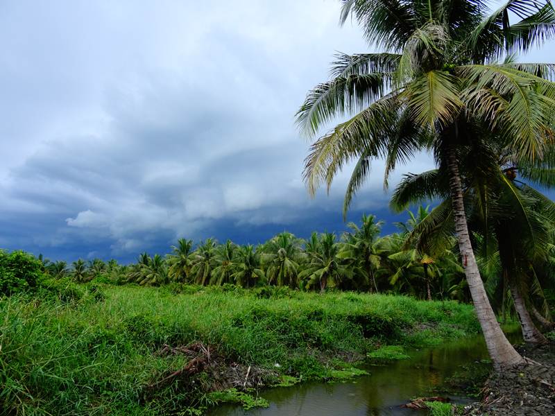 ก่อนฝนมา