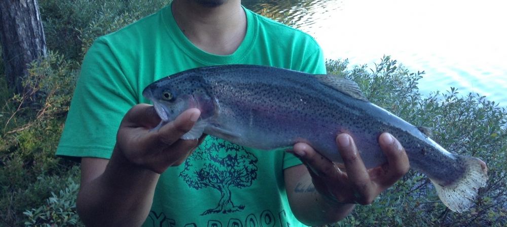 ตก rainbow trout