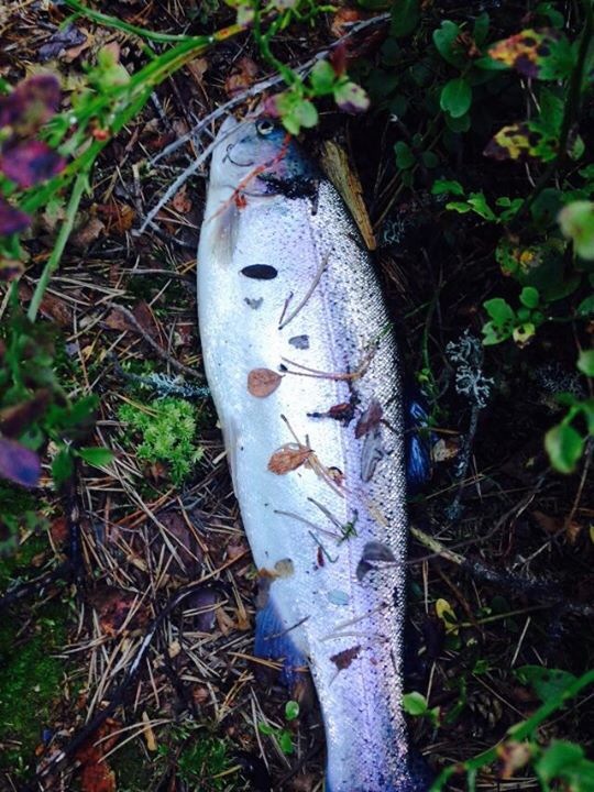 ตก rainbow trout