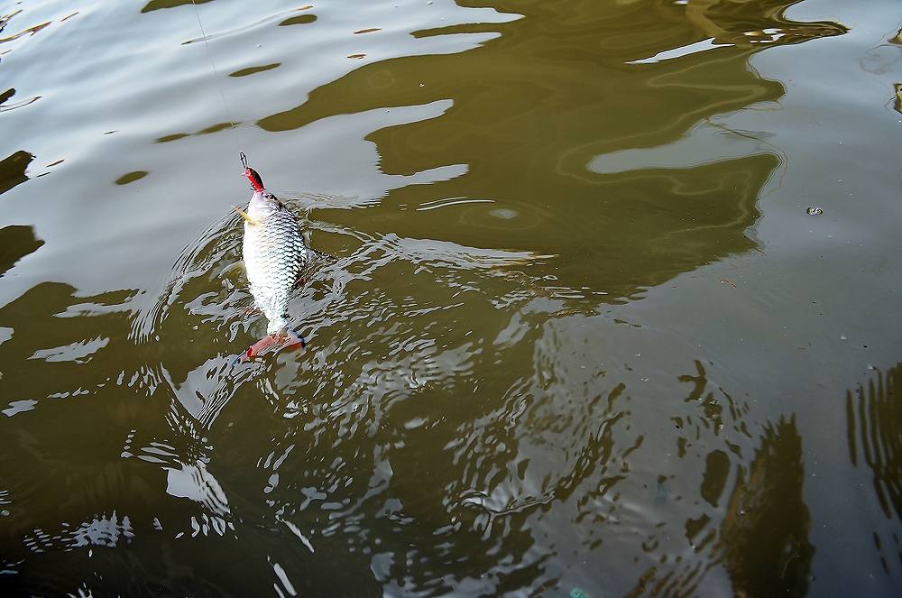 ...... ถล่มวัง ปลาแม่น้ำ ! Chaophaya River Red สุดมันส์ ....