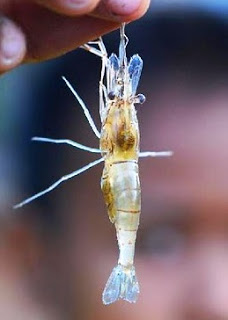 หากุ้งครับ