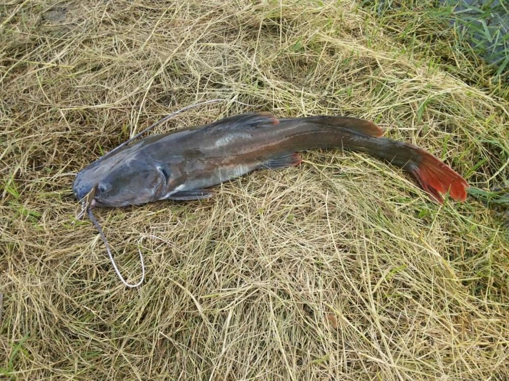 Asian redtail catfish ชื่อภาษาอังกฤษ ของ ปลากดคัง