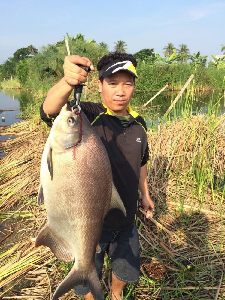 Snakehead Angler Club กับ เปคู ไซ้ร์ 10 up