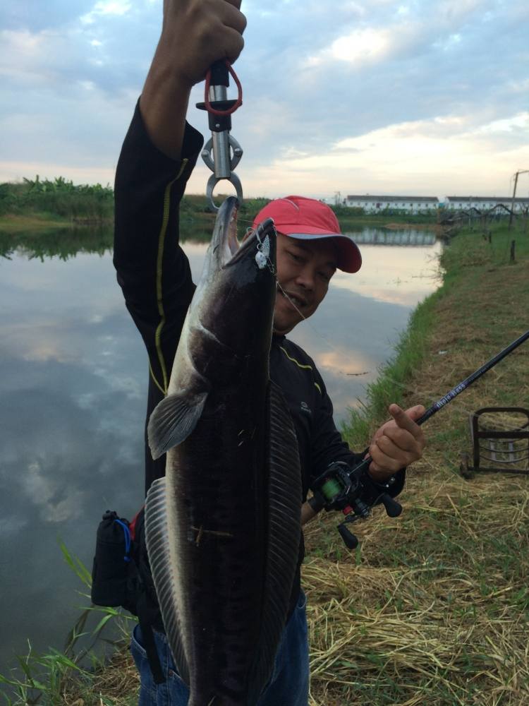 ชะโดกัดกระดี่เหล็ก ทีม SnakeHead Angler Club