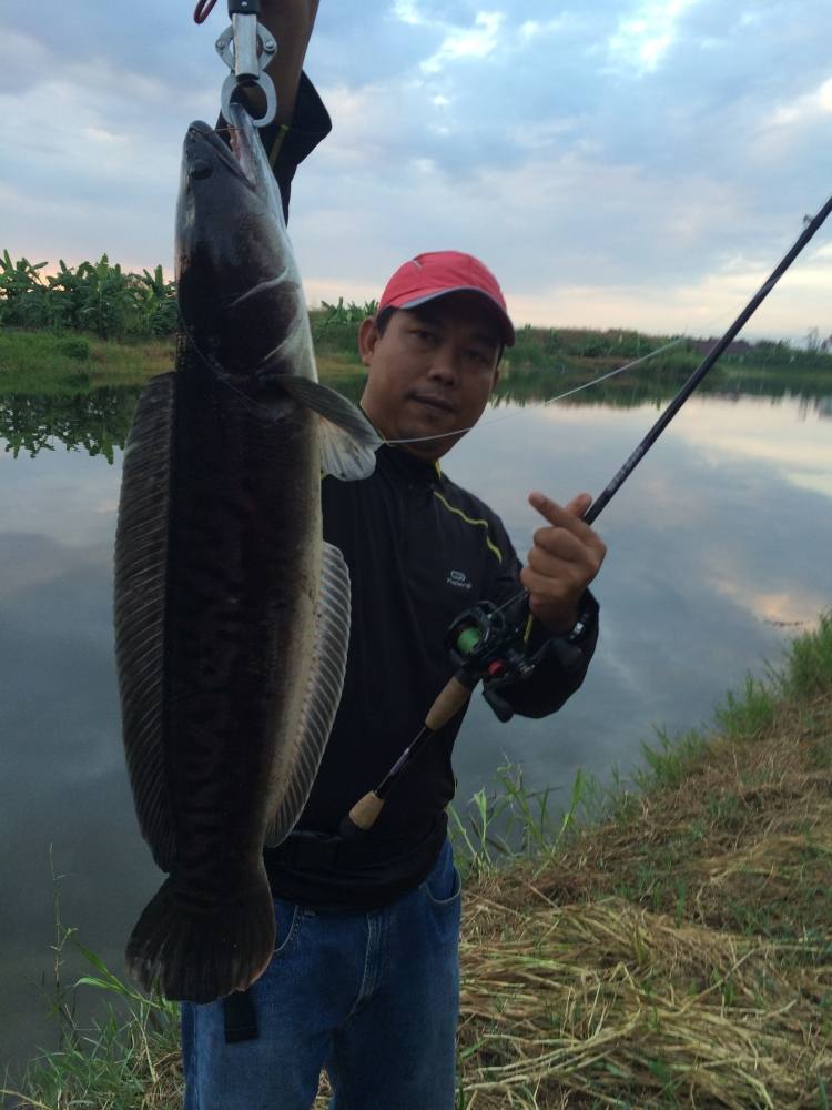 ชะโดกัดกระดี่เหล็ก ทีม SnakeHead Angler Club