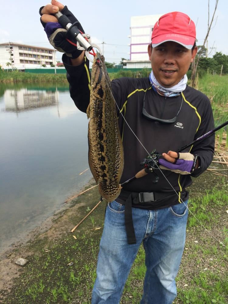 ชะโดกัดกระดี่เหล็ก ทีม SnakeHead Angler Club