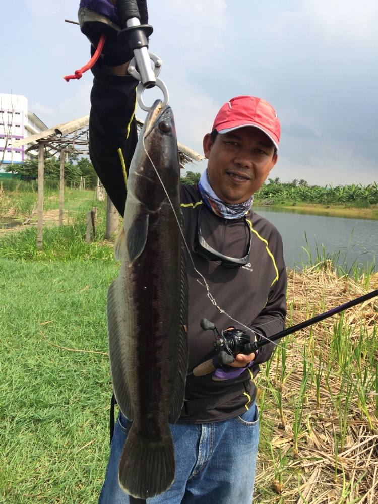 ชะโดกัดกระดี่เหล็ก ทีม SnakeHead Angler Club