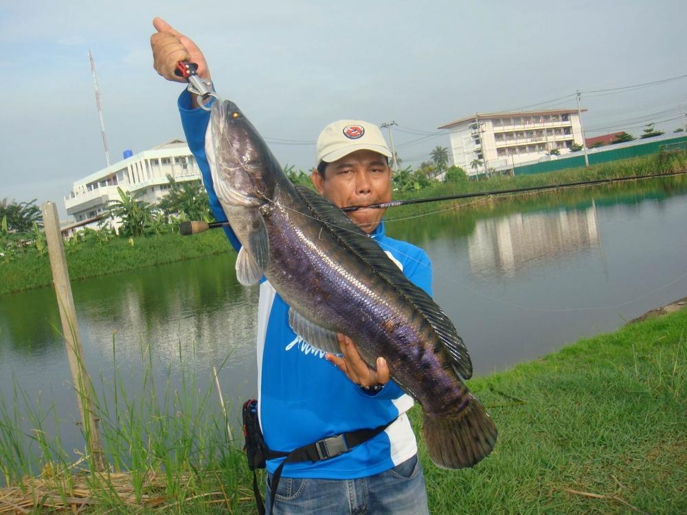 หมายนี้มีแต่ของใหญ่ๆๆ    SnakeHead Angler Club