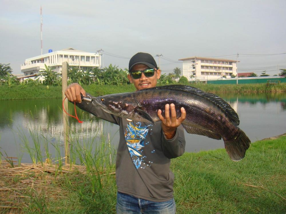 หมายนี้มีแต่ของใหญ่ๆๆ    SnakeHead Angler Club