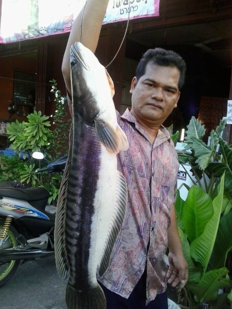 จัมโบ้โด คลองบางพระตราด