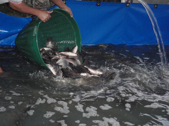 บ่อตกปลา CPKฟิชซิ่ง ลงปลานิลเพิ่ม ขนาด0.8-1.2โล 1,000ตัว
