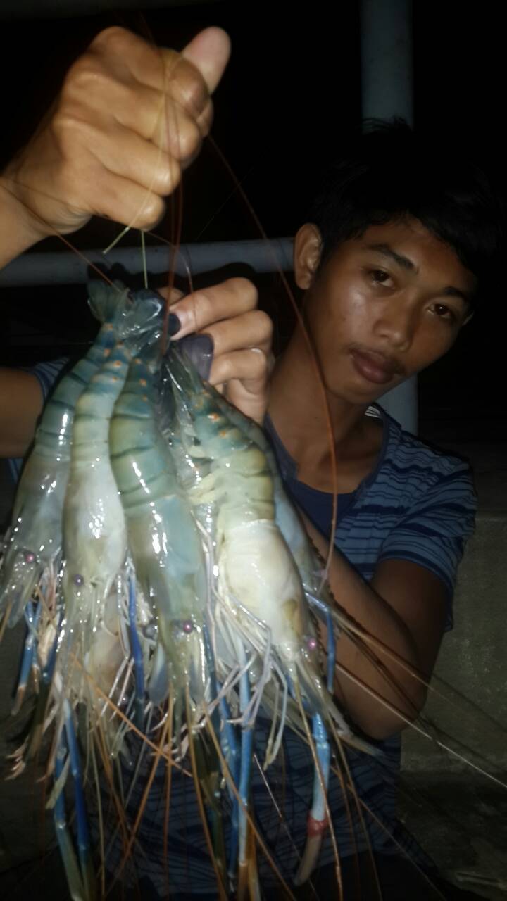 กุ้งๆๆๆๆๆ(7)  อย่าเพิ่งเบื่อนะ