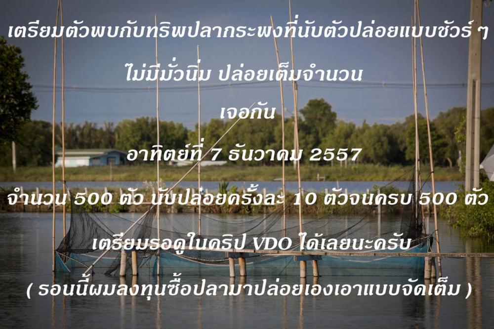 ปล่อยจริงไม่มีมั่วนิ่ม 500 ตัว ขนาดโลกว่า