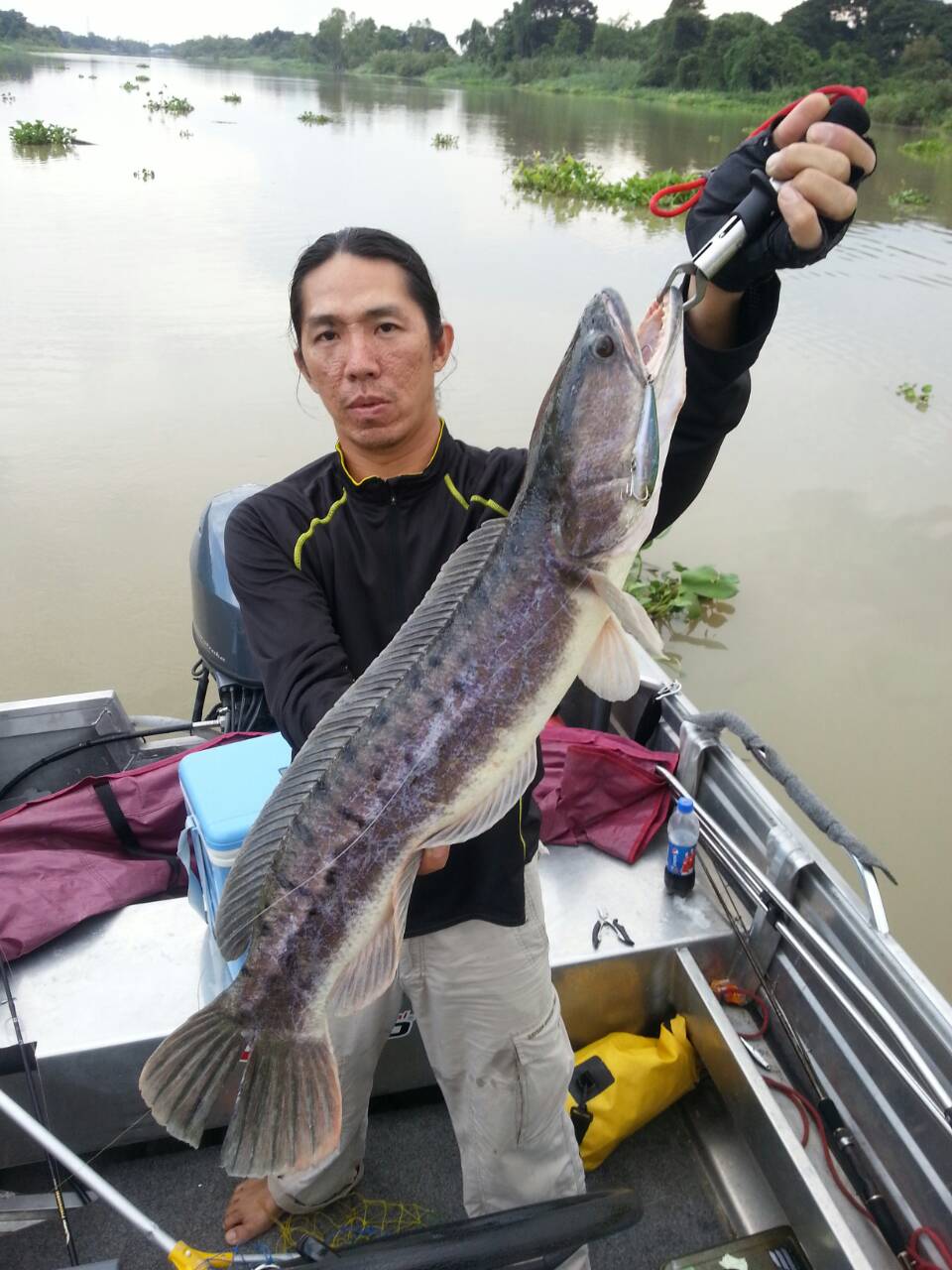 ชะโดเจ้าพระยา