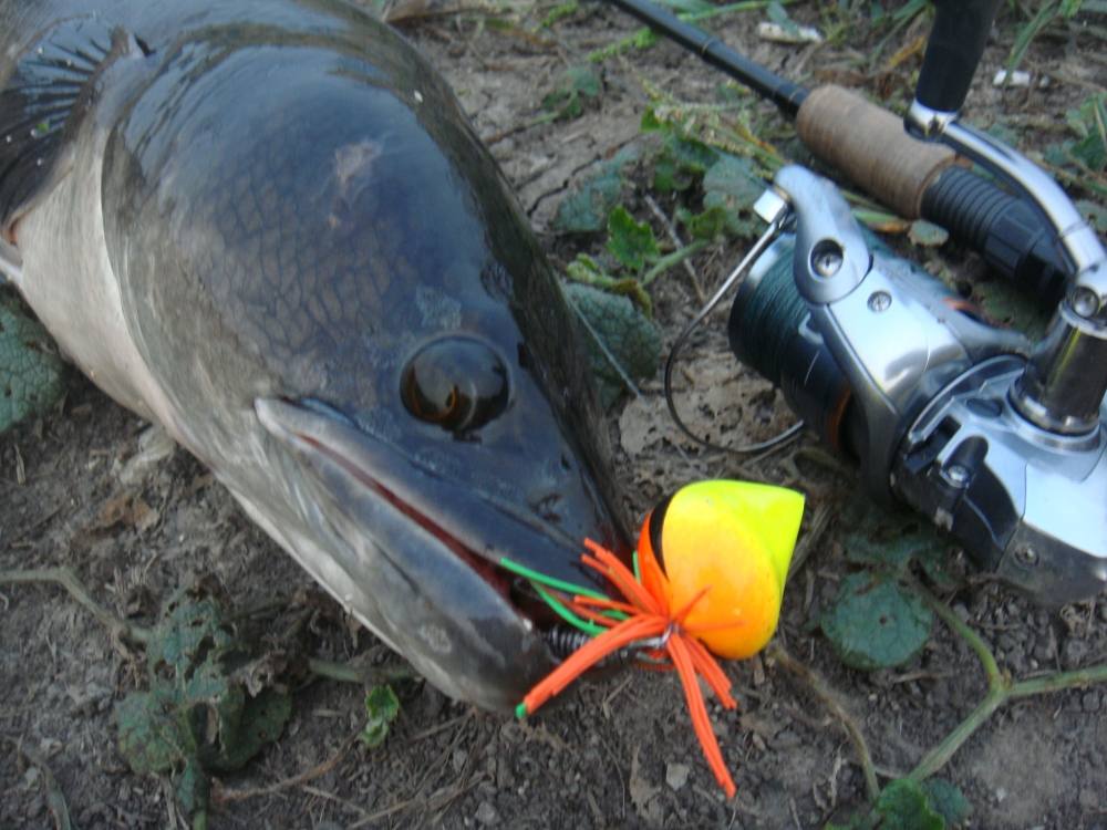 ชะโดใหญ่ กับสาย 20 lb มันเสียวดี/  SnakeHead Angler Club/