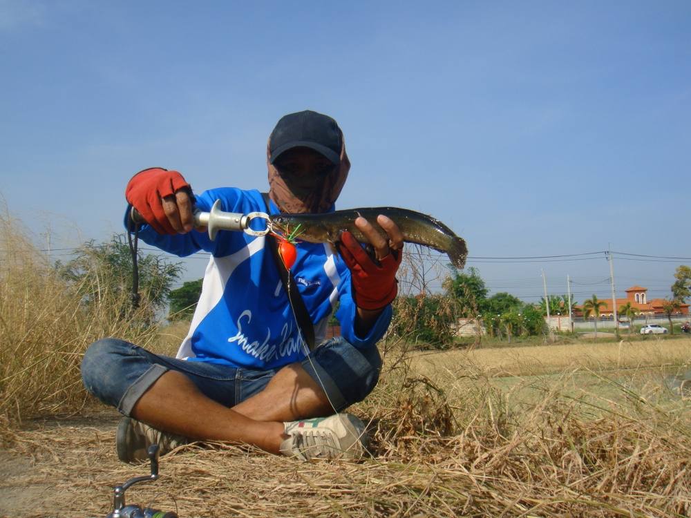 หยดน้ำโตนด ทำงานอีกแล้ว / SnakeHead Angler Club /