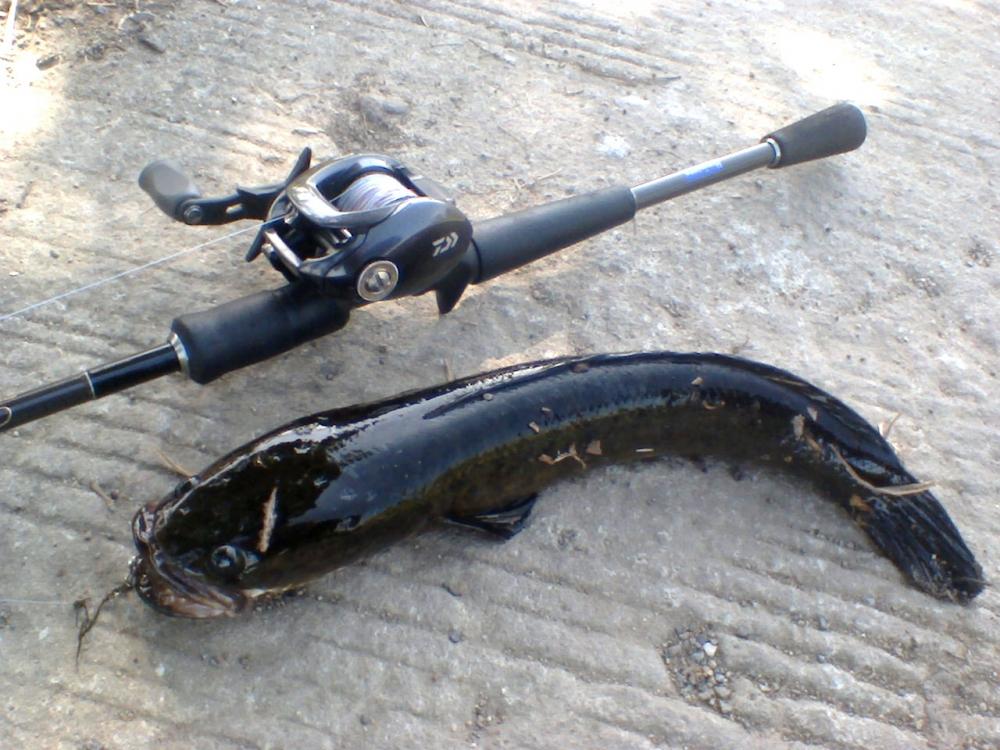 @@@ Black Snakehead @@@