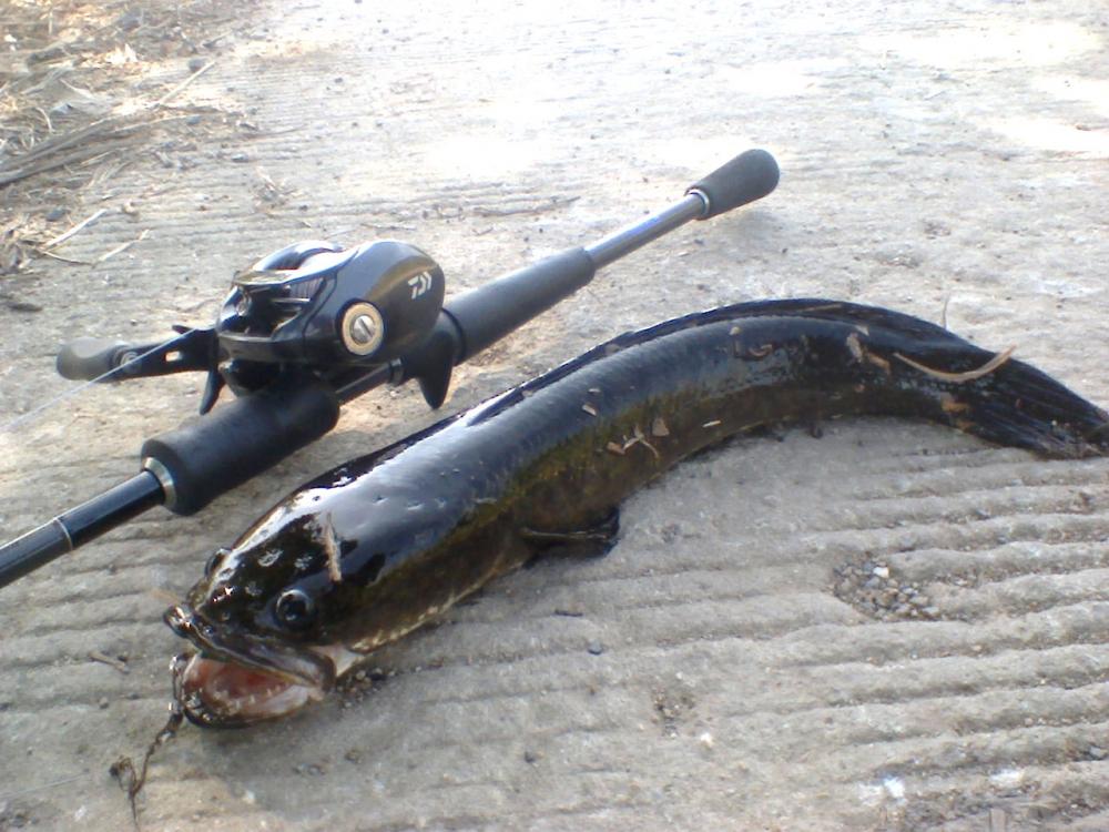 @@@ Black Snakehead @@@