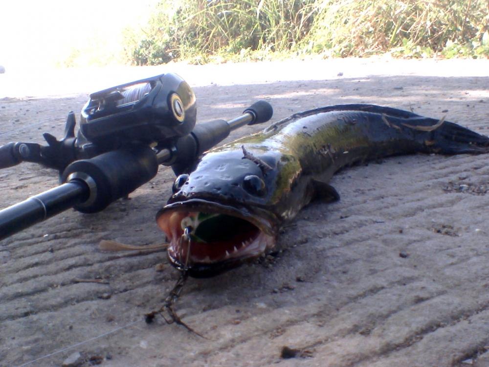 @@@ Black Snakehead @@@