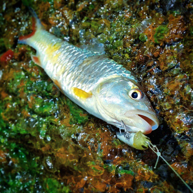 A bad day of fishing is better than a good day of work.