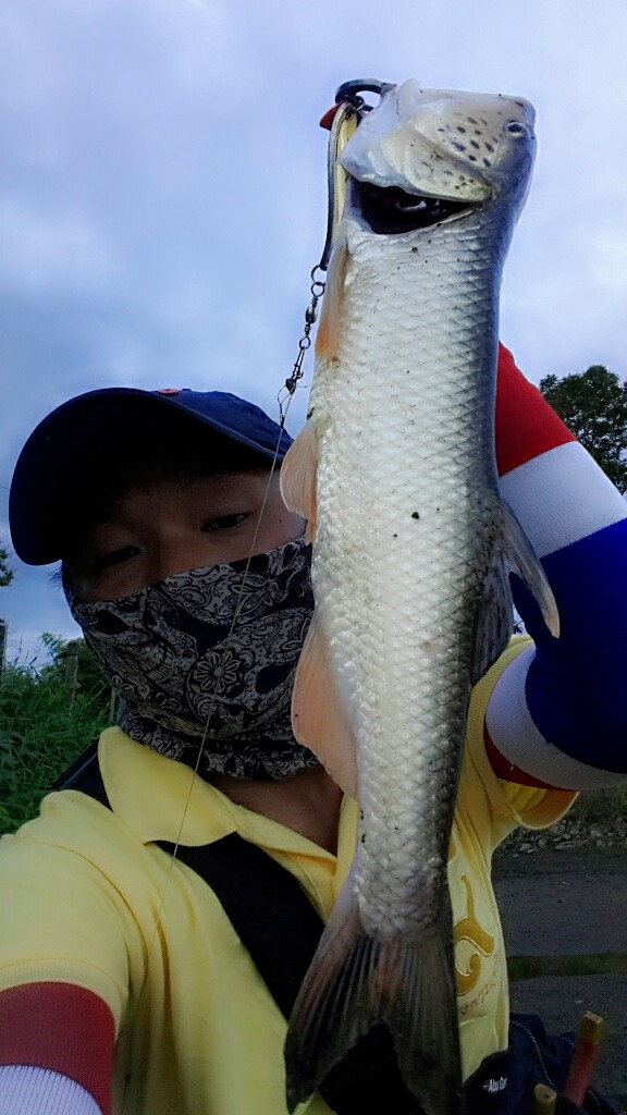 Burmese Trout แห่งลำน้ำปิง จ.ตาก