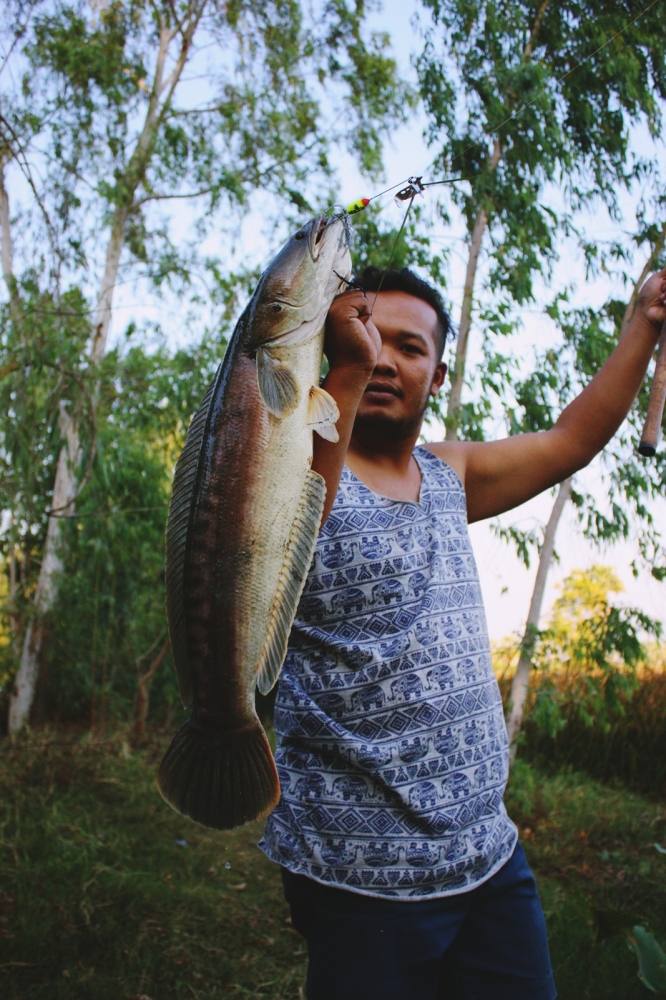 ชะโดคลองเพชรบุรี