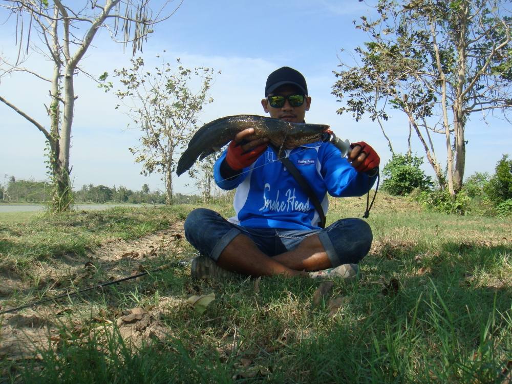 ช่อนคลองก็มีตัวนะ รู้กันยัง/ SnakeHead Angler Club/