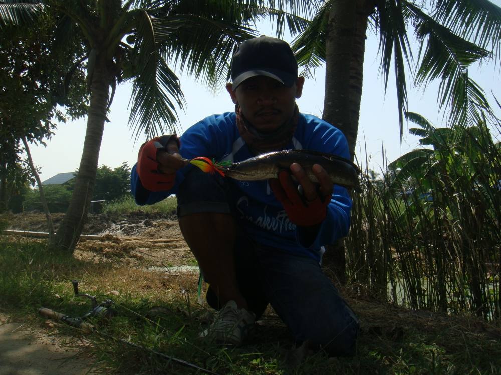 ช่อนคลองก็มีตัวนะ รู้กันยัง/ SnakeHead Angler Club/