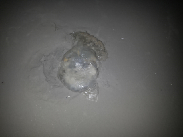 Jelly fish ,Medusa ชื่อภาษาอังกฤษ ของ เเมงกระพรุน
