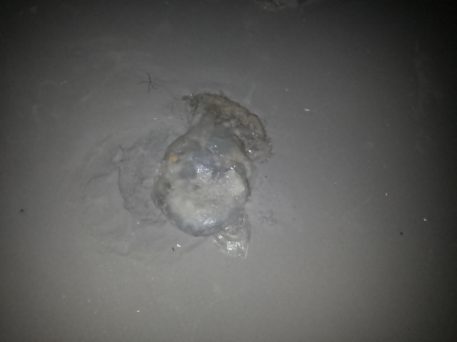 Jelly fish ,Medusa ชื่อภาษาอังกฤษ ของ เเมงกระพรุน